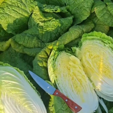 黄心菜