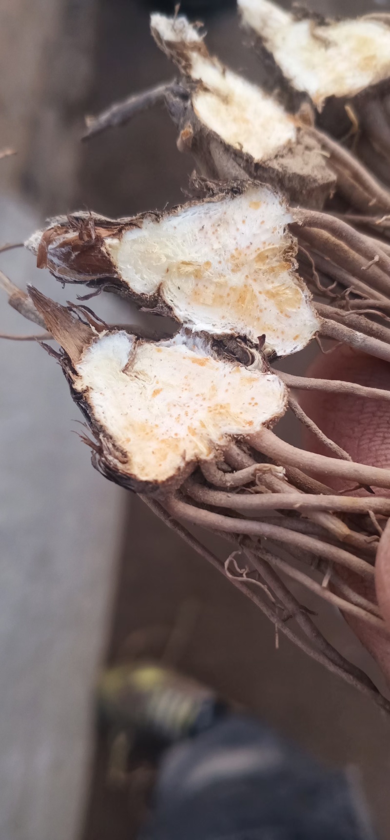 承德道地北苍术2年苗壮籽繁殖种苗抗病逆，售后全程保驾