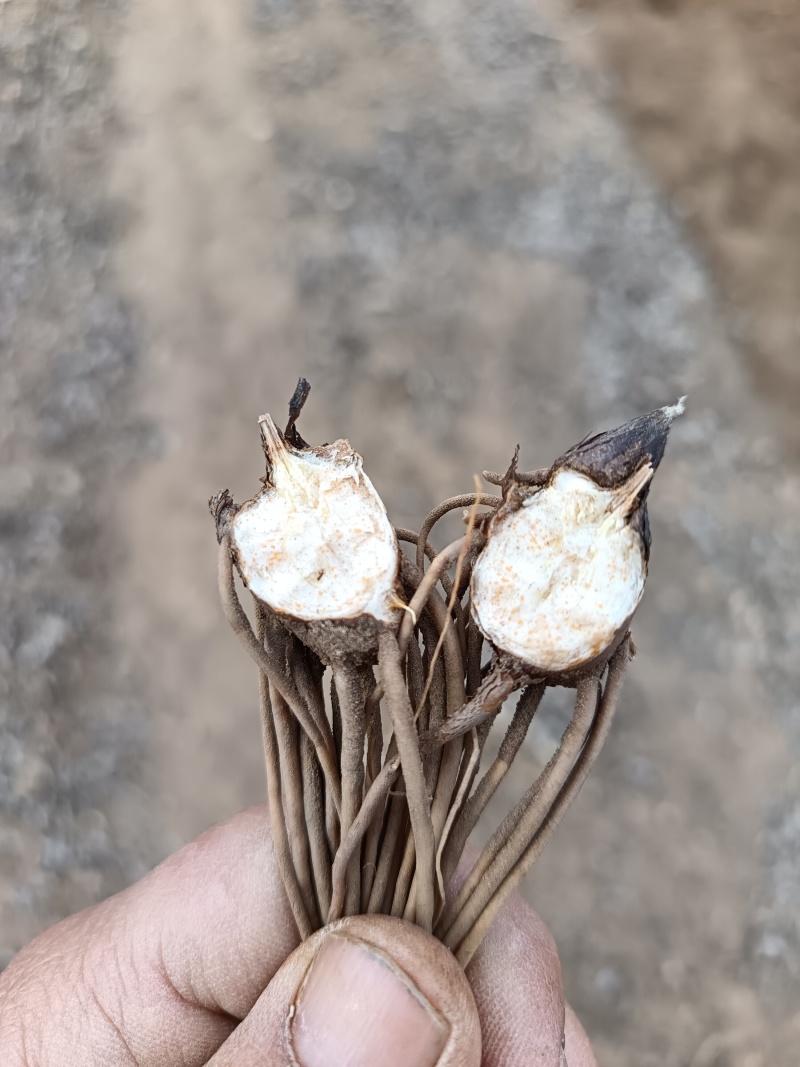承德道地北苍术2年苗壮籽繁殖种苗抗病逆，售后全程保驾