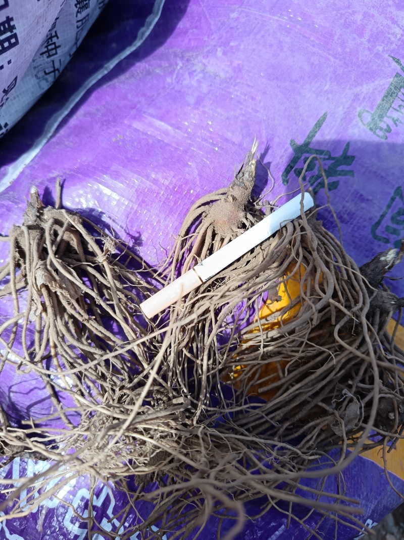 承德道地北苍术2年苗壮籽繁殖种苗抗病逆，售后全程保驾