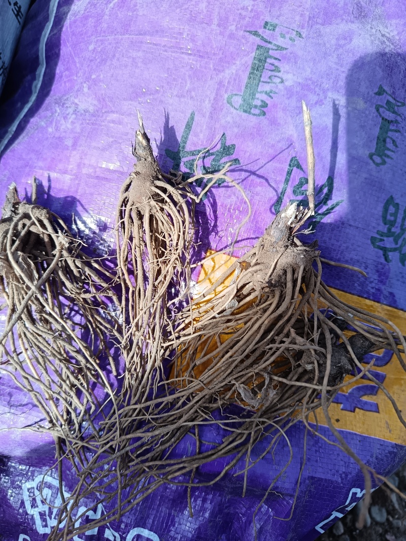 承德道地北苍术2年苗壮籽繁殖种苗抗病逆，售后全程保驾