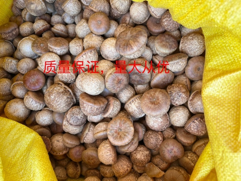 23年新产风流果，马钴叠鲜货，带皮鲜果刚下树的颗颗新鲜