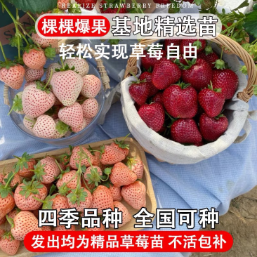 四季奶油草莓苗南北方种植盆栽地栽阳台种植好吃四季白草莓