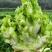 【精品】现采新鲜儿菜口感脆嫩产地直发可发全国
