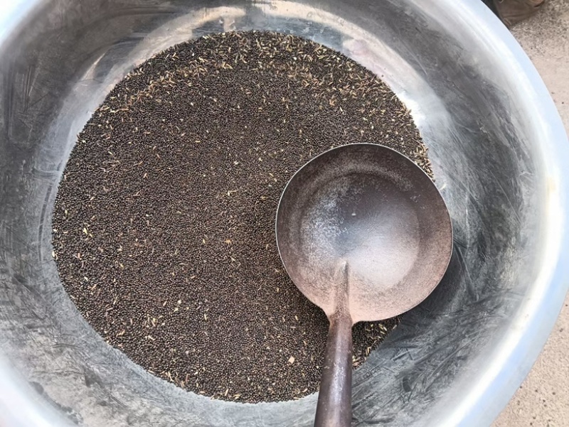 【精品】千斤拔种子大量供应量大从优质量保证