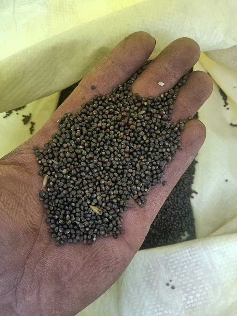 【精品】千斤拔种子大量供应量大从优质量保证