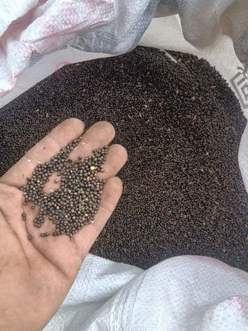 【精品】千斤拔种子大量供应量大从优质量保证