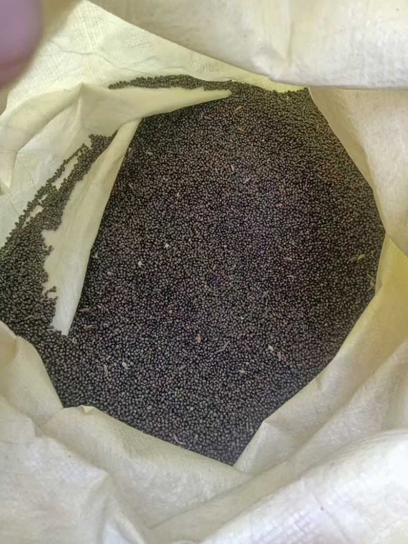 【精品】千斤拔种子大量供应量大从优质量保证