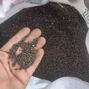 【精品】千斤拔种子大量供应量大从优质量保证