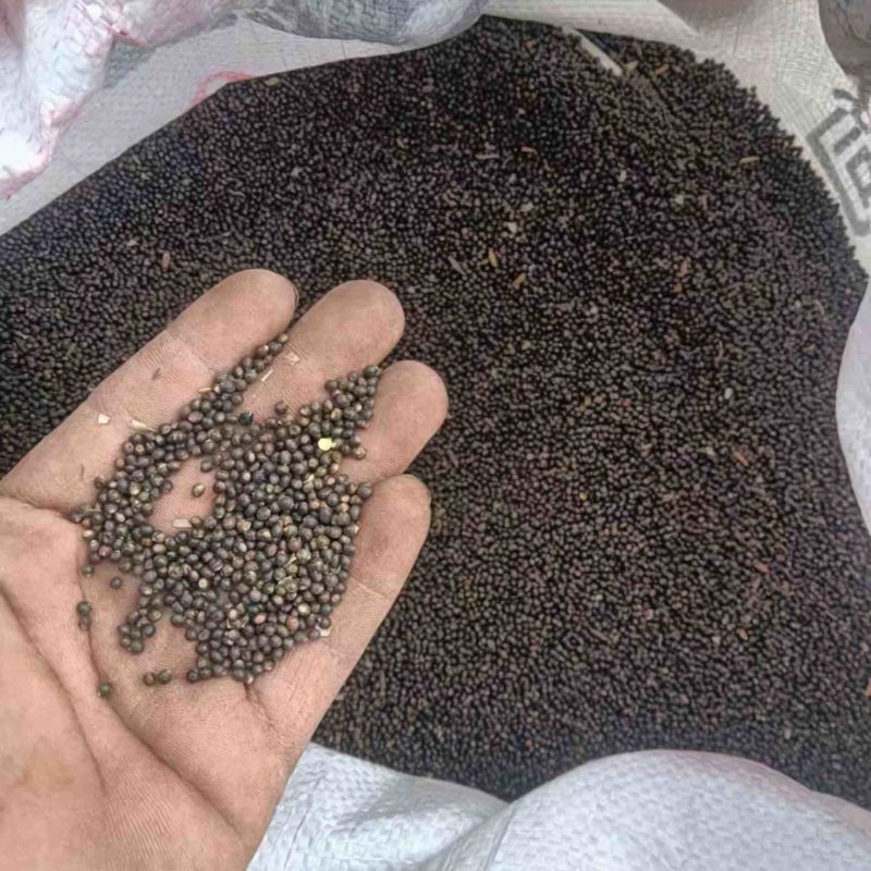 【精品】千斤拔种子大量供应量大从优质量保证