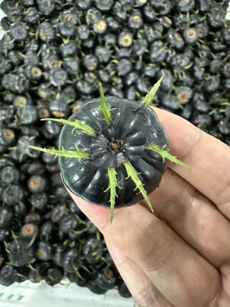 优质红果参【中药红果参】产地直发，货量充足，质量保证