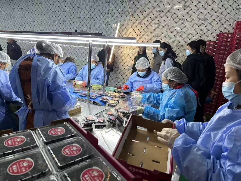 优质红果参【中药红果参】产地直发，货量充足，质量保证