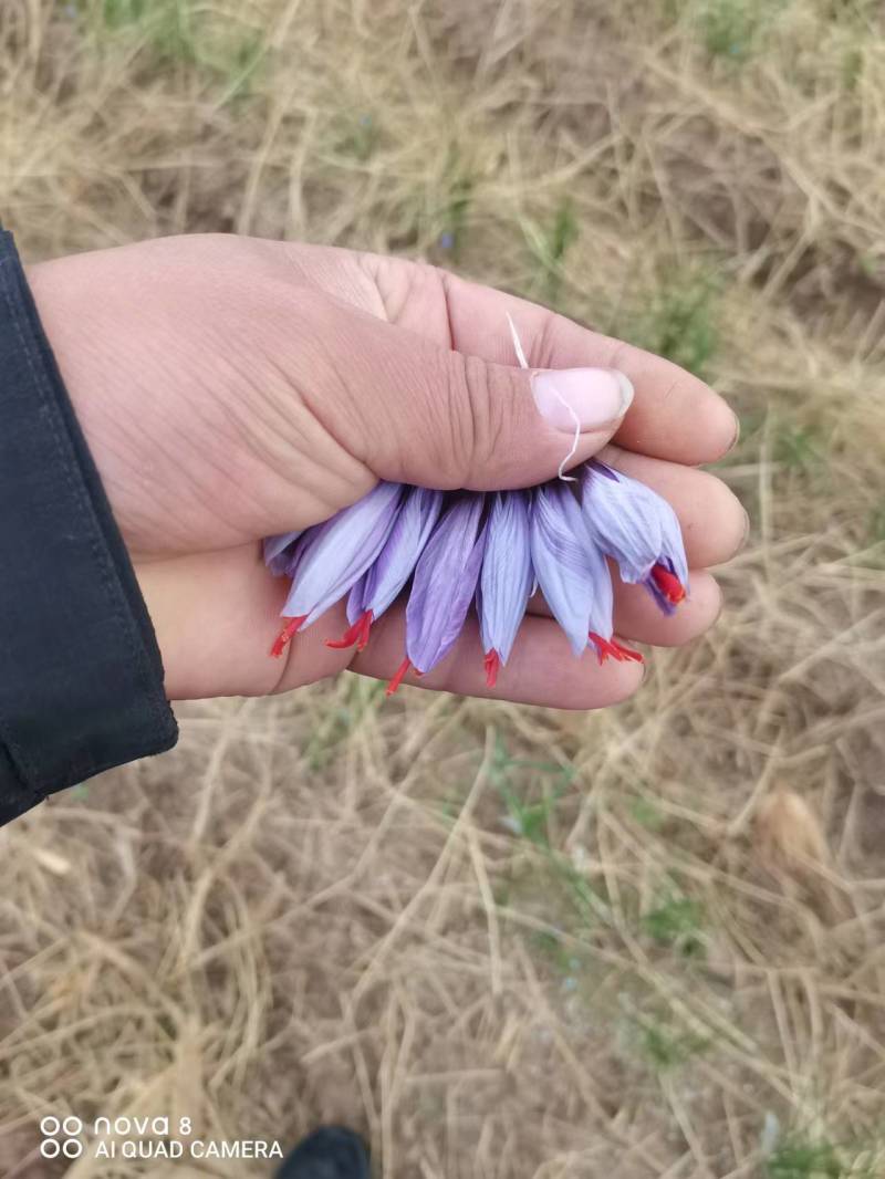 藏红花国产藏红花