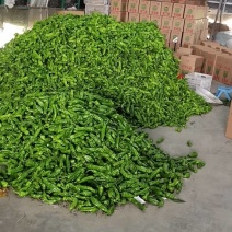 【精品】江苏鲜辣椒芜湖椒品质保障代发全国可看货欢迎
