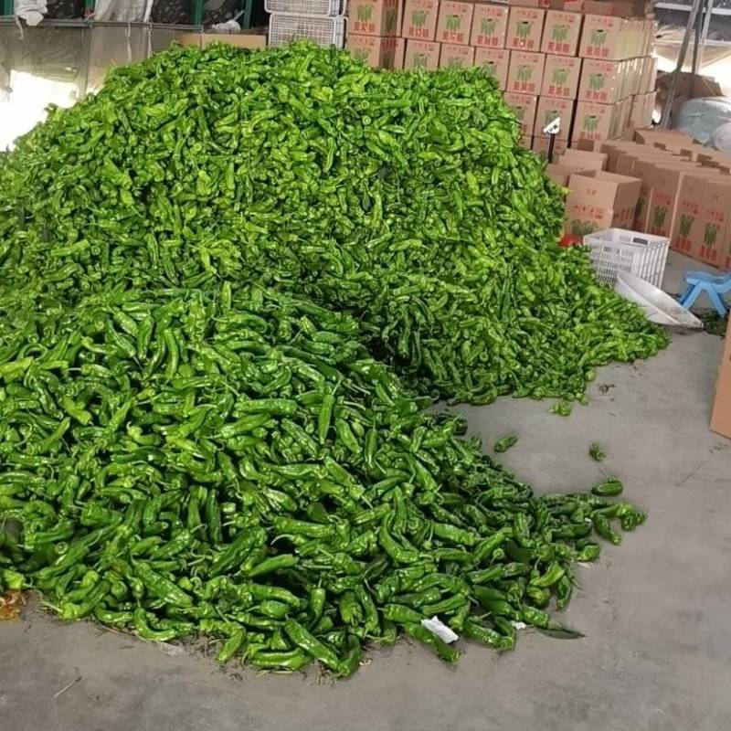 【精品】江苏鲜辣椒芜湖椒品质保障代发全国可看货欢迎