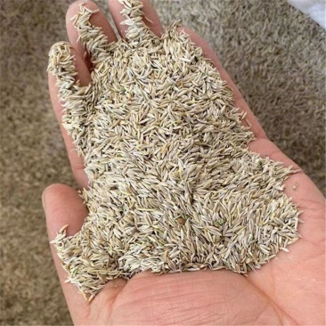 中药材生菜子莴苣子白巨胜子生菜籽白苣胜