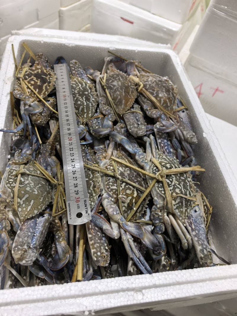 蓝花蟹、母蟹