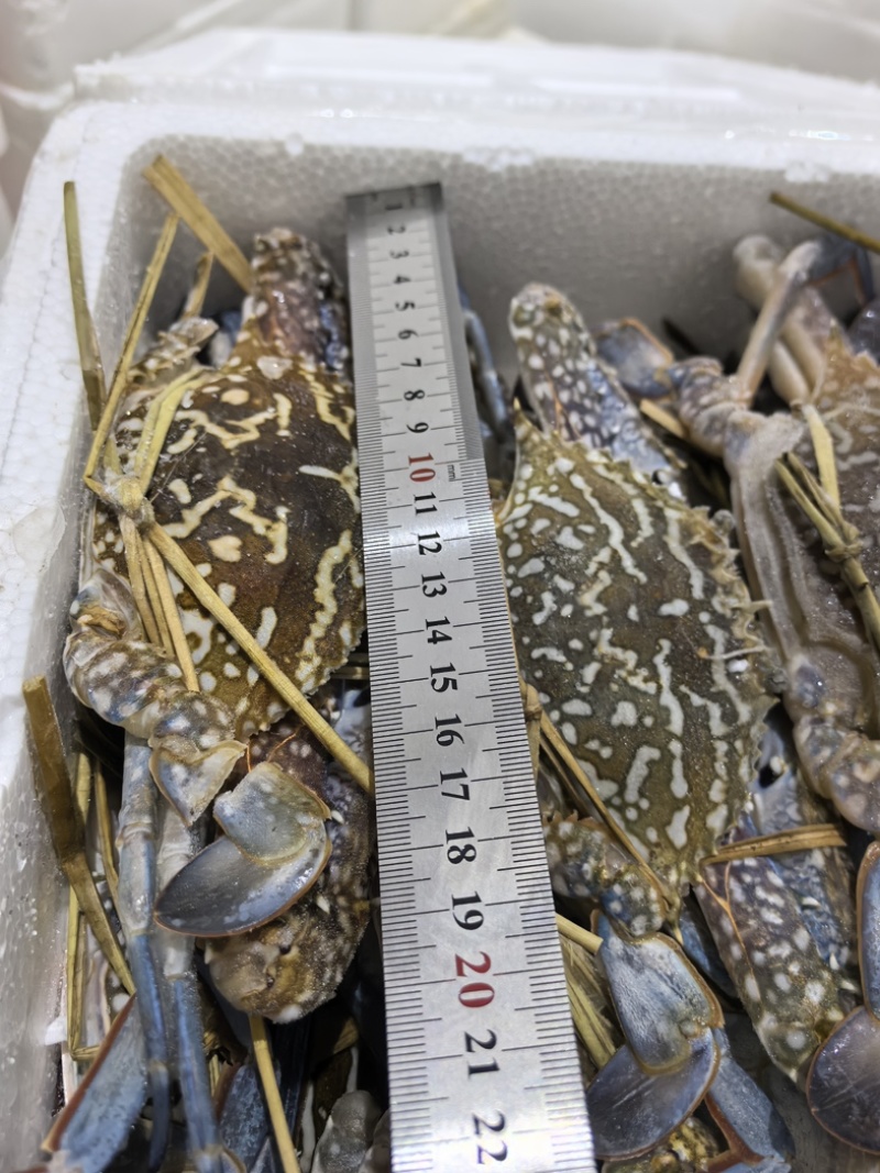 蓝花蟹、母蟹