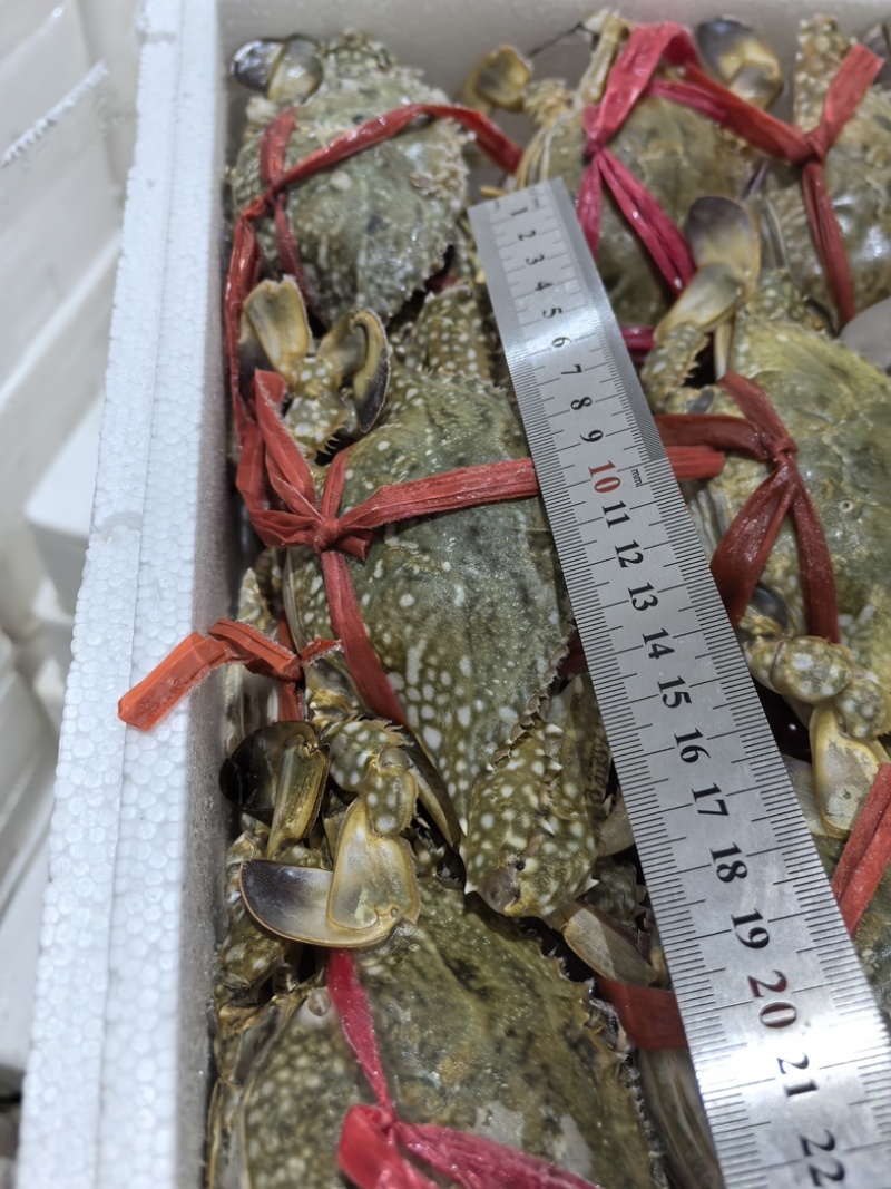 蓝花蟹、母蟹