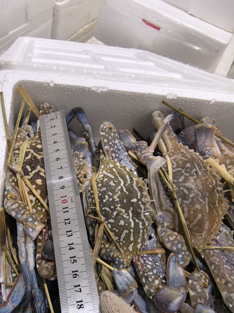 蓝花蟹、母蟹