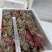 蓝花蟹、母蟹