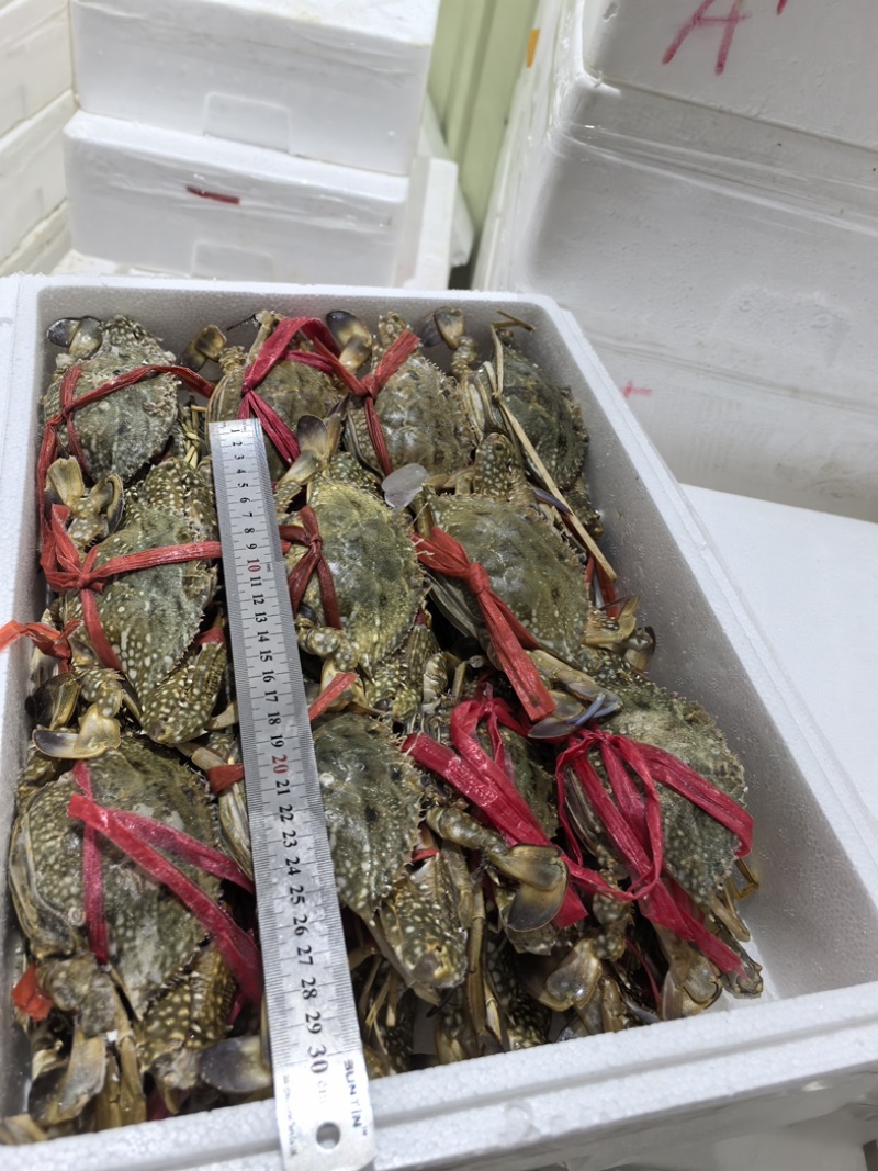 蓝花蟹、母蟹