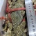 蓝花蟹、母蟹