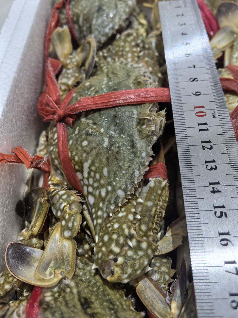蓝花蟹、母蟹