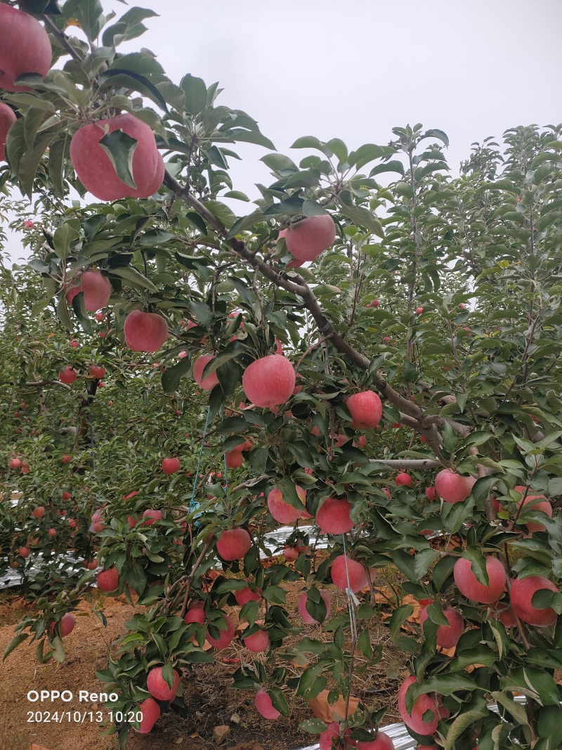 葫芦岛寒富苹果大量上市产地直销一手货源欢迎老板前来采购