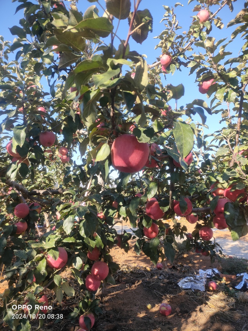 葫芦岛寒富苹果大量上市产地直销一手货源欢迎老板前来采购
