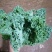云南特菜野菜价格美丽色泽鲜艳，照片实拍
