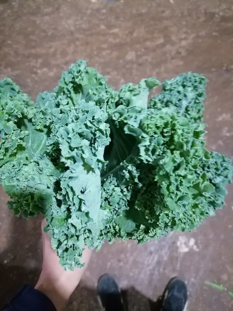 云南特菜野菜价格美丽色泽鲜艳，照片实拍