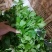 云南特菜野菜价格美丽色泽鲜艳，照片实拍