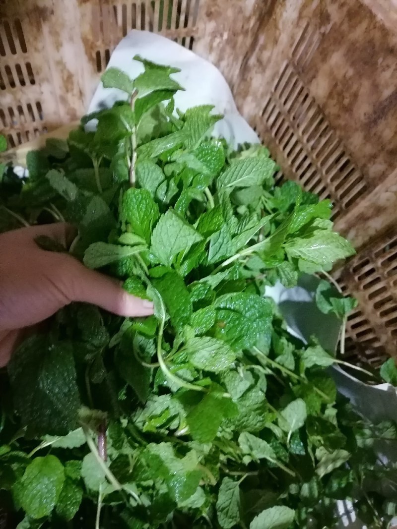 云南特菜野菜价格美丽色泽鲜艳，照片实拍