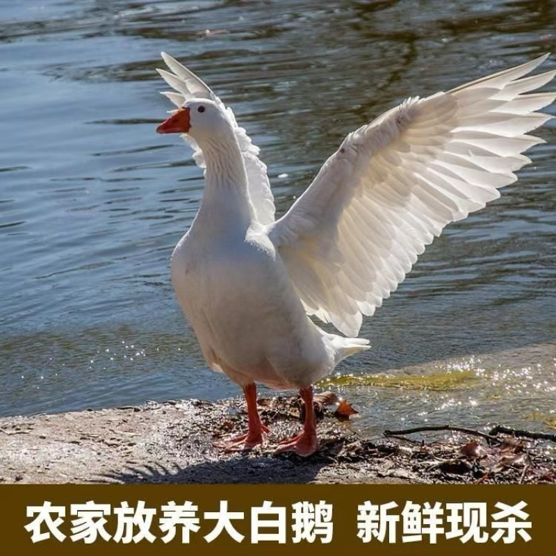 鹅肉