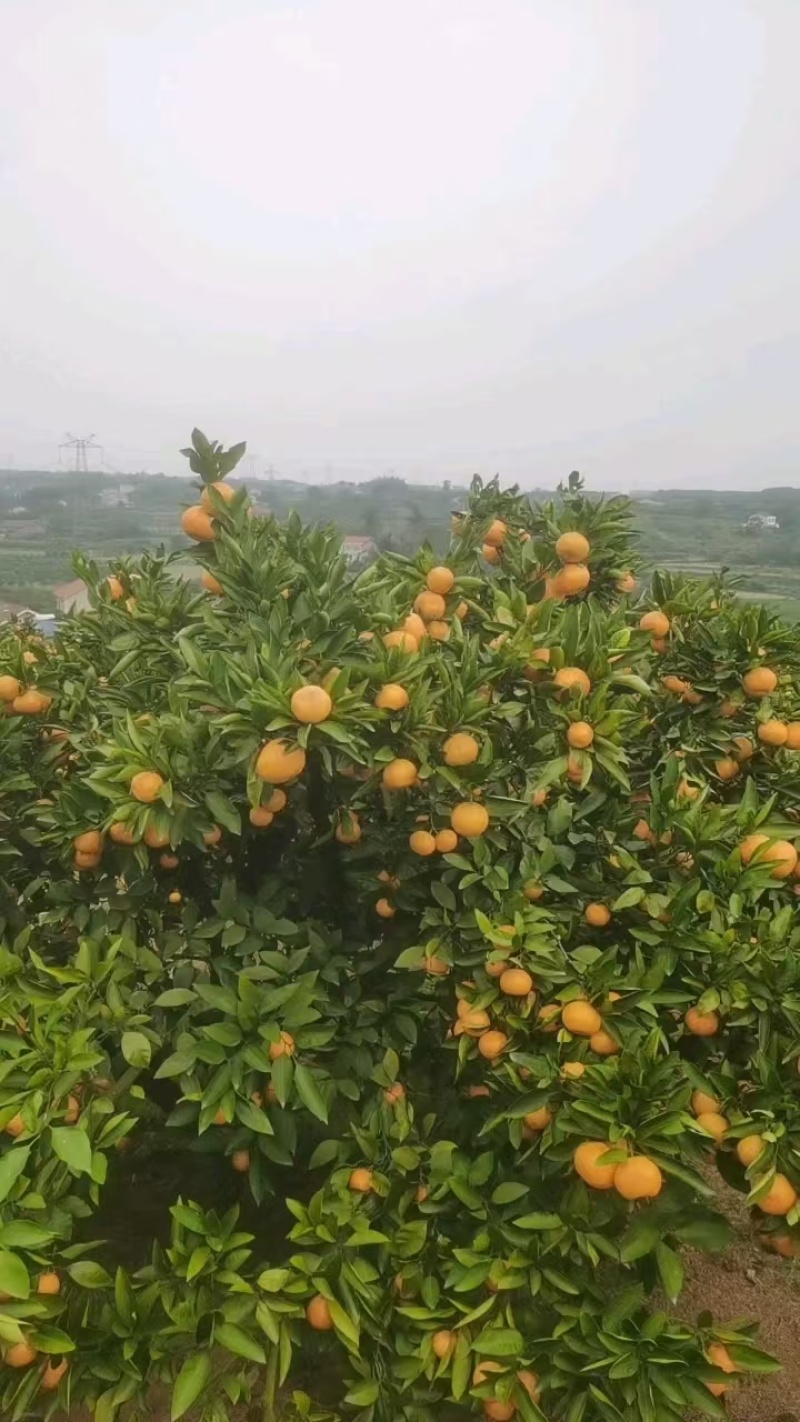 【复购高】湖南柑橘/蜜橘/价格优惠/诚信经营/一条龙服务