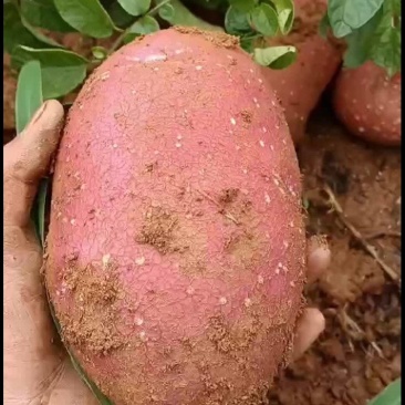 土豆