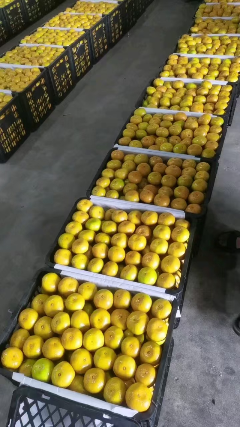 【优选】湖南蜜橘/大量供应/对接商场批发市场加工厂/
