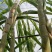 德阳黄皮水果甘蔗地点什邡
