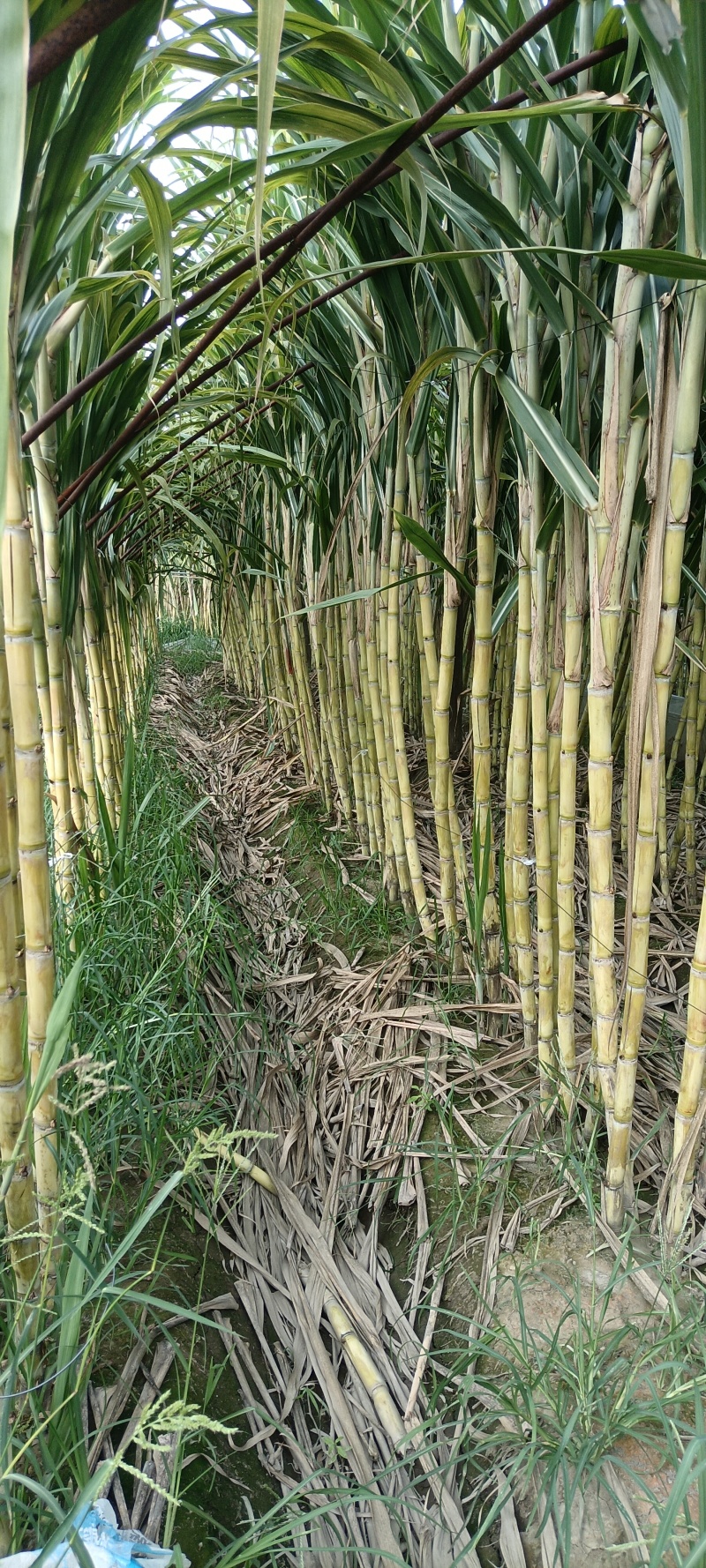 德阳黄皮水果甘蔗地点什邡