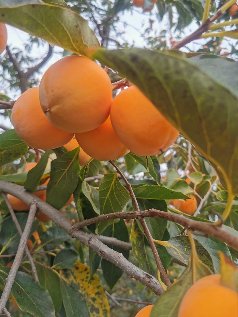 青州霜降吊饼