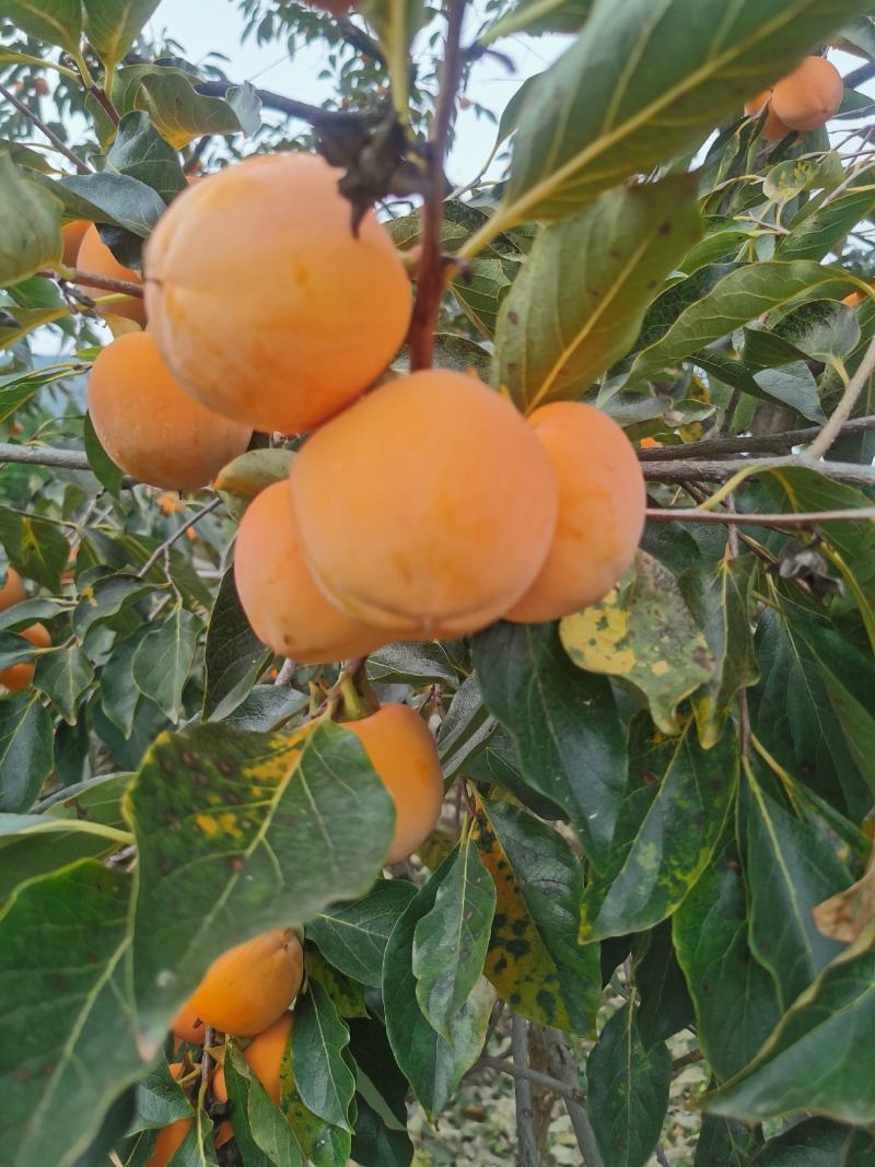 青州霜降吊饼