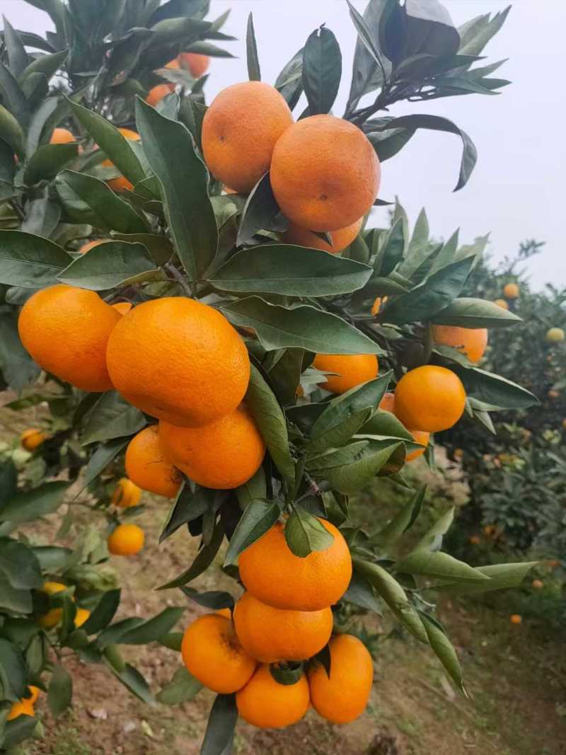 高山蜜桔，颜色光亮，全黄全细皮，诚信交易合作共赢