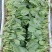山东菠菜大量上市价格便宜对接商超各种蔬菜批发市场原产地