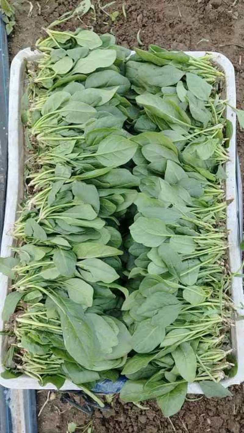 山东菠菜大量上市价格便宜对接商超各种蔬菜批发市场原产地