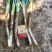 长白大葱，菏泽牡丹区安兴镇自家葱地***********