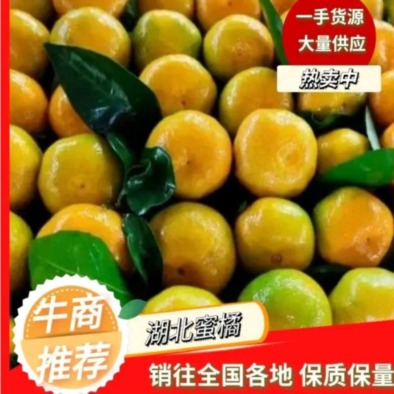 精品蜜橘柑桔，皮簿多汁，对接批发市场电商外贸出口拖板车