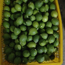广东无籽香水柠檬