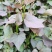 大地红薯苗