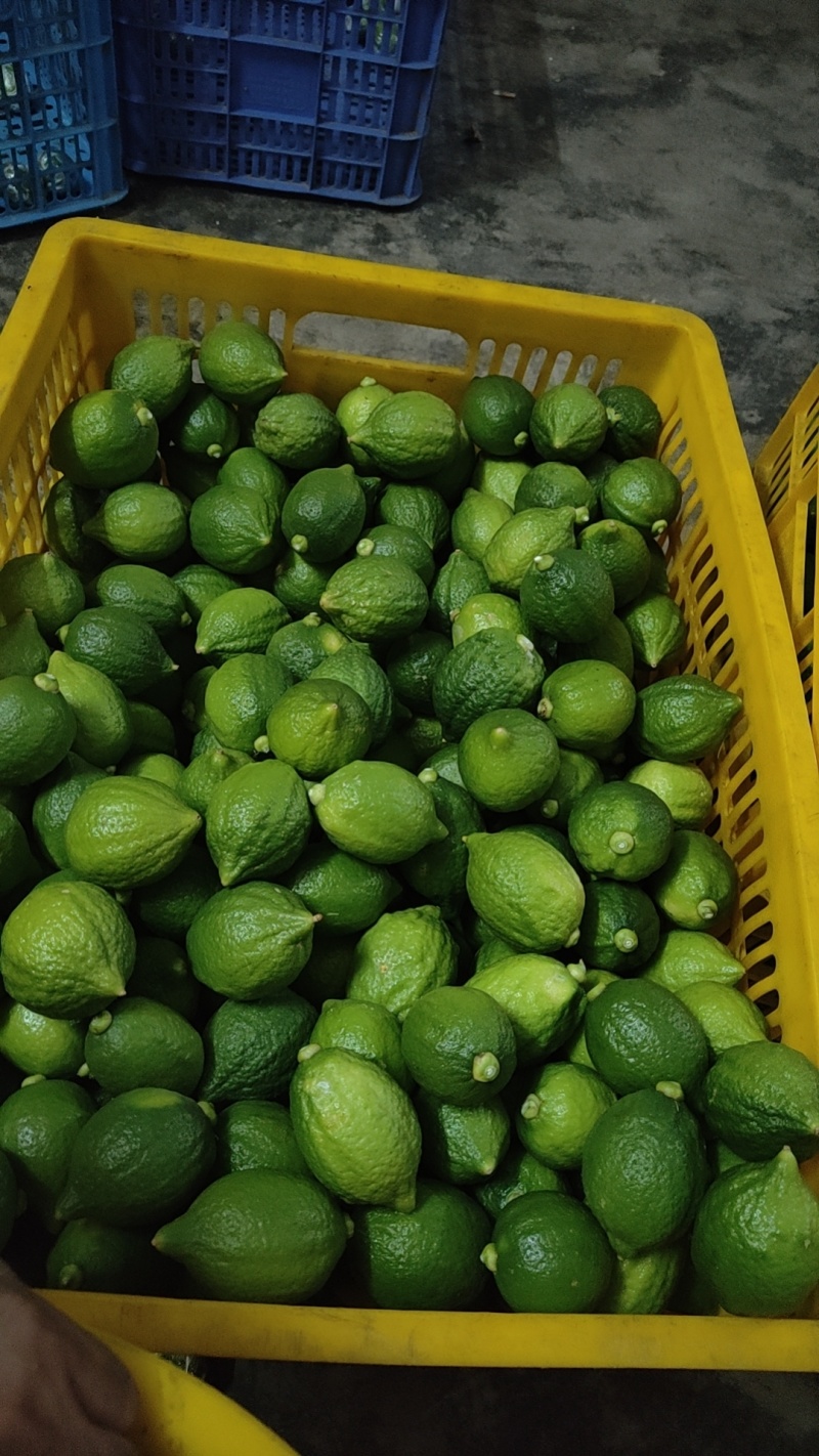 广东无籽香水柠檬